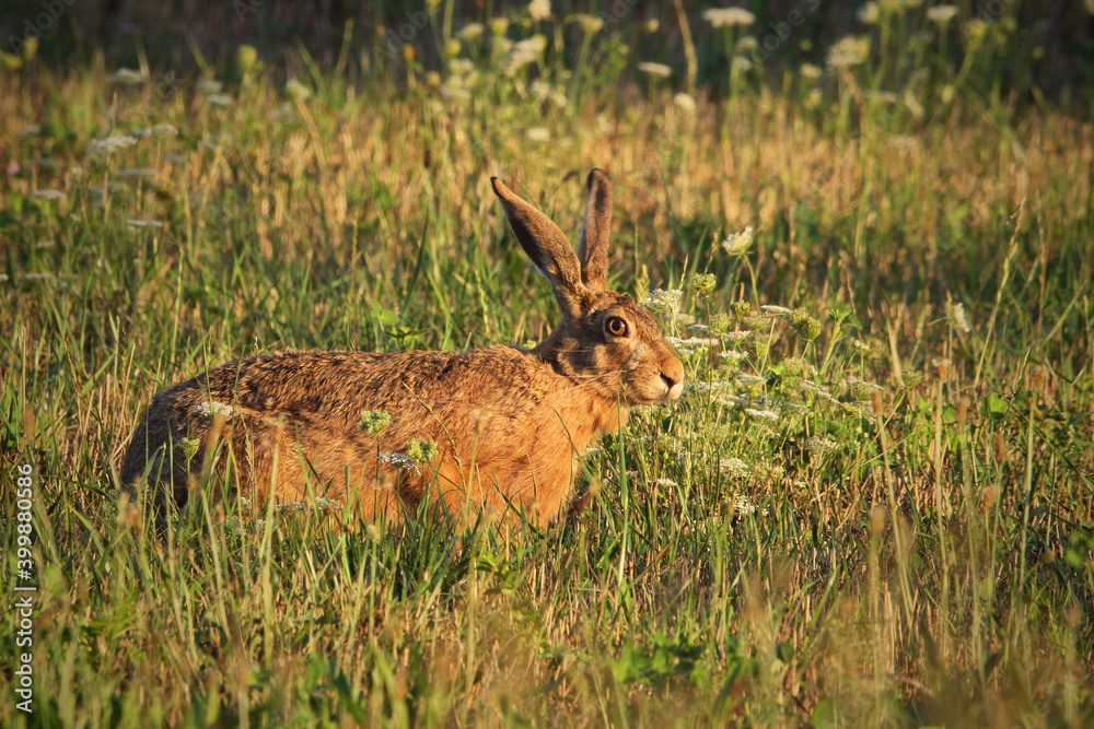 Hare eating grass (Lepus europaeus) Hare eating grass (Lepus europaeus)