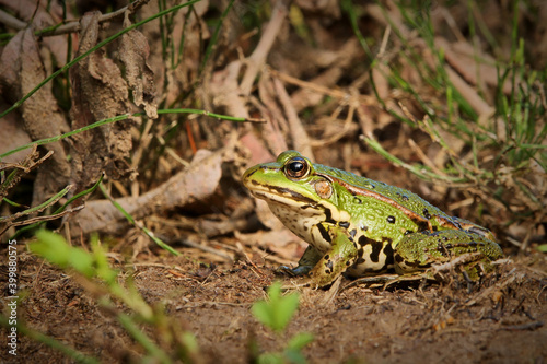 Closeup of Edible frog ( Pelophylax esculentus ) Rana esculenta 