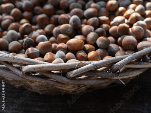 Big basket of Oregon hazelnuts