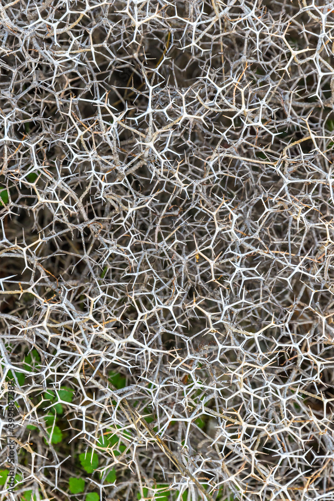 Sarcopoterium spinosum is a flowering perennial bush of Sarcopoterium genus in the Rose family. It is known as the prickly, spiny, or thorny burnet. Is common to the Mediterranean and the Middle East
