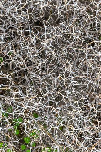 Obraz na płótnie Sarcopoterium spinosum is a flowering perennial bush of Sarcopoterium genus in the Rose family. It is known as the prickly, spiny, or thorny burnet. Is common to the Mediterranean and the Middle East w salonie