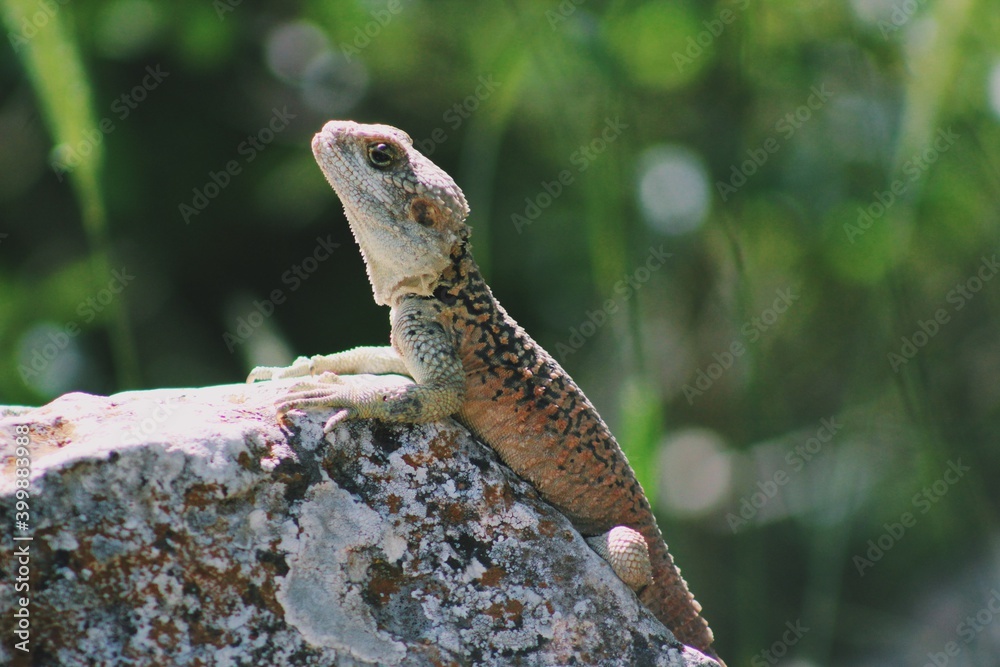 Obraz premium lizard on the rock