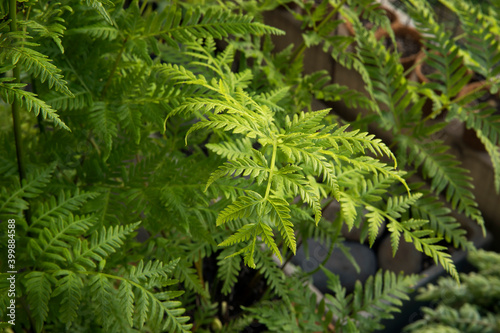 Exotic flora. Natural texture and pattern. Closeup view of Pteris tremula  also known as Australian brake fern  beautiful green fronds and foliage.