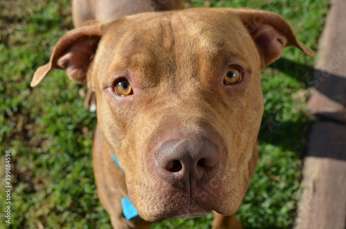 Photo of male pitbull dog face front of light brown color