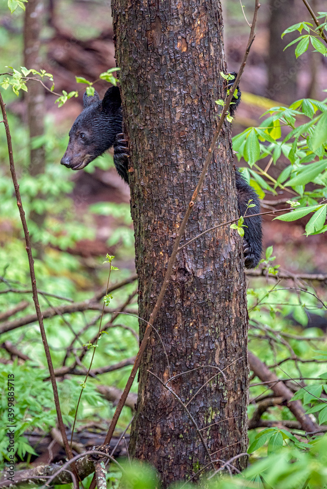 Bear in a tree 
