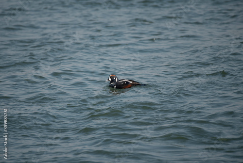 Harlequin Duck