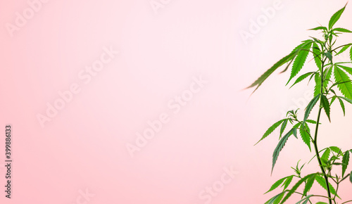 Indoor Cannabis plant  branch of marijuana on a pink background with copy space
