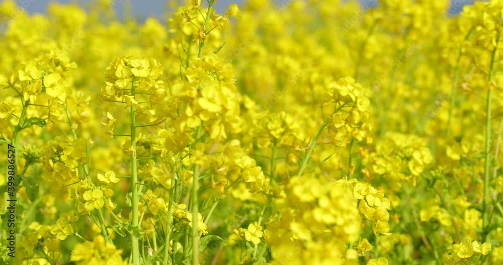 菜の花畑 固定撮影 菜の花畑 固定撮影