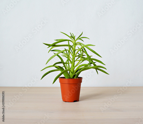 Peperomia house plant in brown pot on wooden desk over white