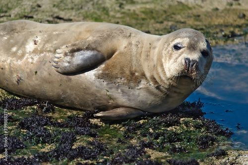 A seal on the shore © Grzegorz Lenkiewicz