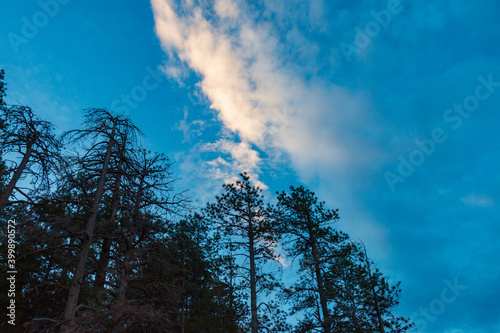 Low angle of pine trees in the twilight hours