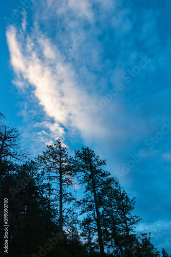 Low angle of pine trees in the twilight hours