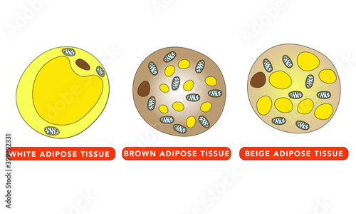 Types of adipocytes [white, brown, beige]