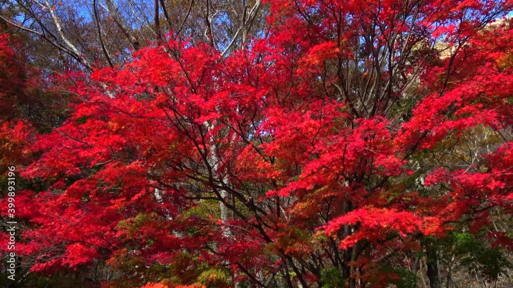 紅葉 紅葉