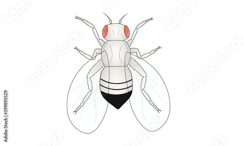Fruit fly [Drosophila melanogaster]