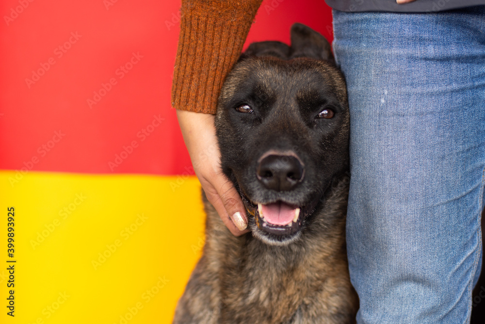 Adorable Dutch shepherd dog beside an unrecognizable person Adorable Dutch shepherd dog beside an unrecognizable person