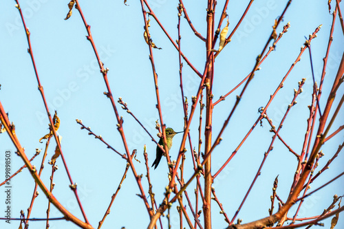 Hummingbird rests in a nearby tree