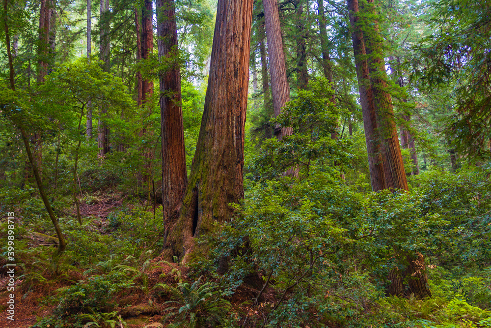 Coastal redwood trees in a forest landscape in California
