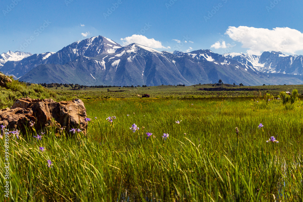 Grassy meadow with snowy mountains