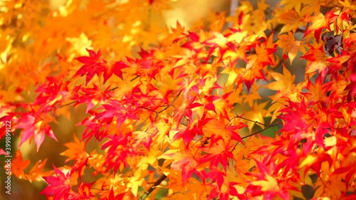 紅葉
