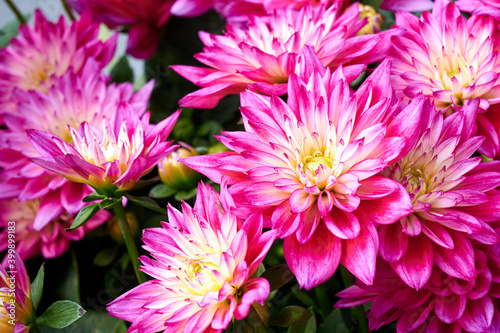 Beautiful flowers of Chinese Aster.