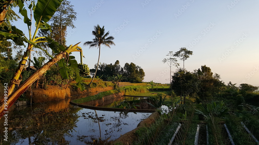 Obraz premium rice field