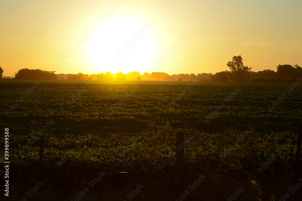 Obraz premium sunrise in the field