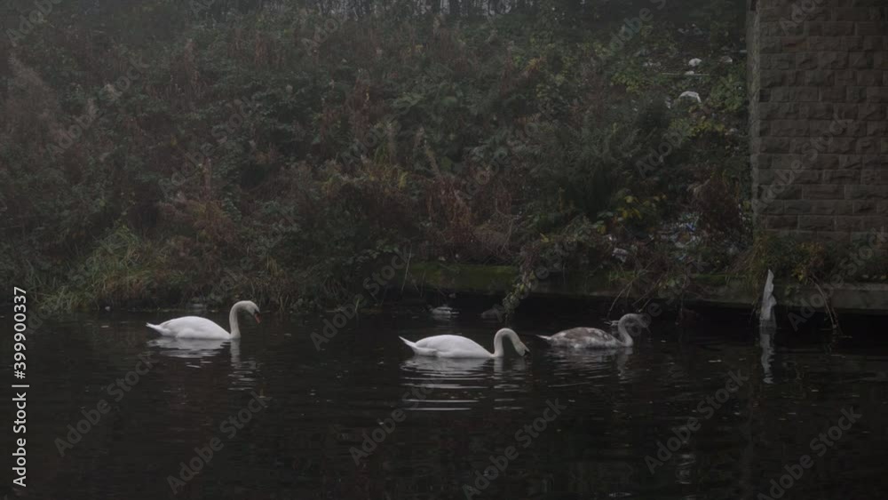 Three swans feeding on a cold winter canal wide shot Three swans feeding on a cold winter canal wide shot