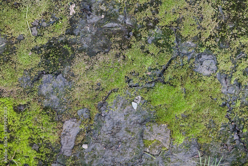 Texture of cracked moss covered ground