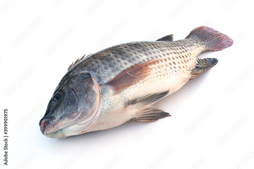 Oreochromis niloticus on white background. Oreochromis niloticus on white background.