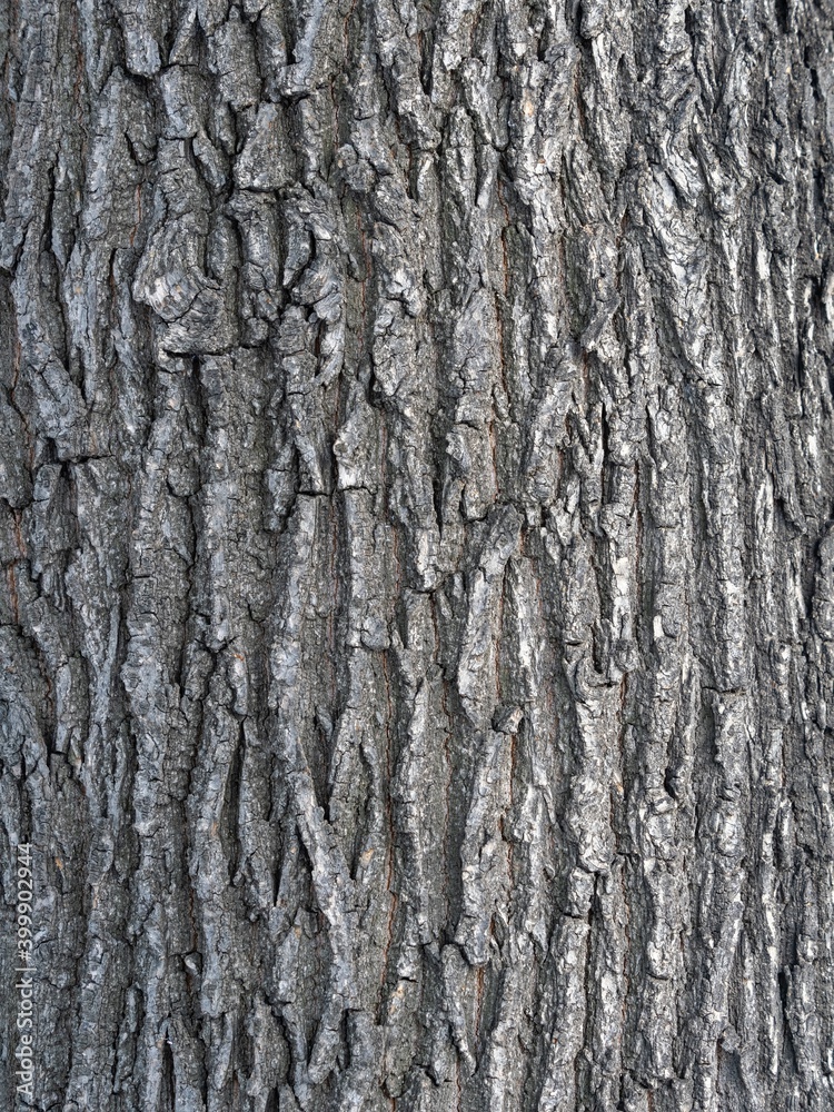 Obraz premium The texture of the bark of an old willow