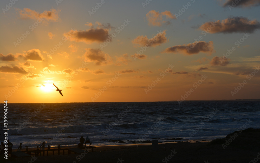 sunset by the sea with seagull flying