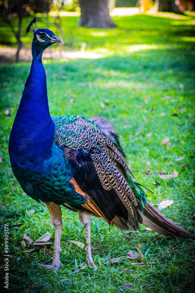 Obraz premium peacock in the park