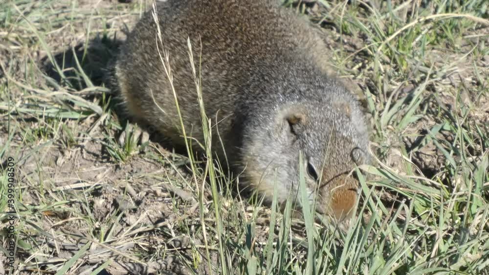 Cute ground squirrel eating grass then looking at camera
