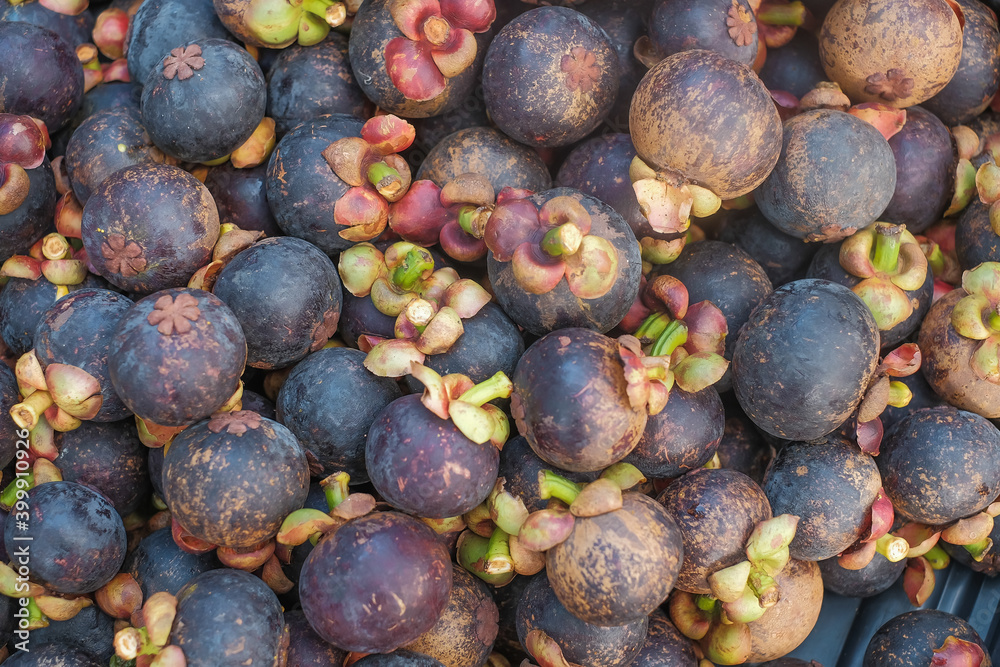 Fototapeta premium Mangosteen type of tropical fresh fruits , heap of organic nutrition diet fruit at asian market in Malaysia. Common useful vitamin for good foods