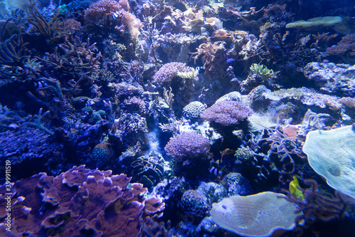 珊瑚・水中風景