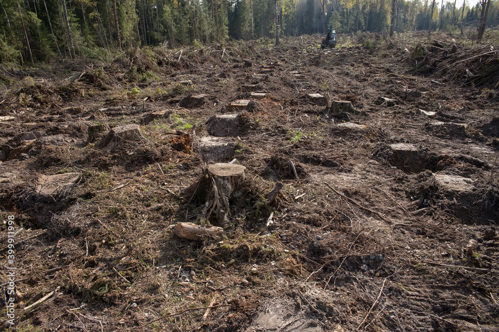 Land prepared for planting forest crops on the site of a cut forest. An excavator is working in the background. Forestry and reforestation concept. Land prepared for planting forest crops on the site of a cut forest. An excavator is working in the background. Forestry and reforestation concept.