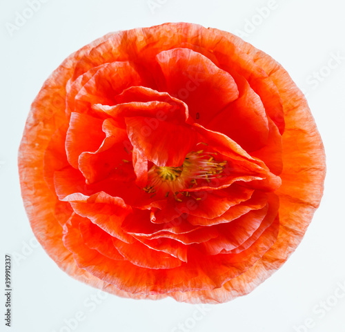 poppy flower isolated on the white