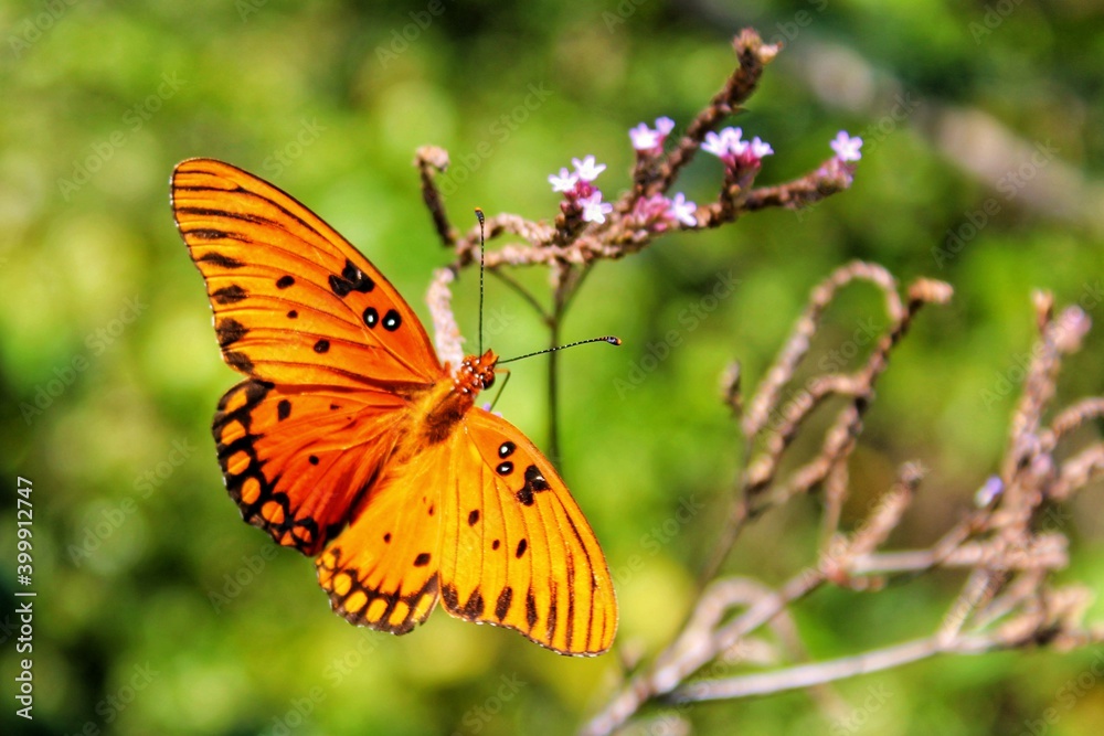 butterfly on flower