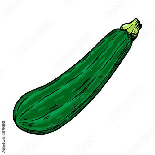 Illustration of squash in engraving style. Design element for poster, card, banner, sign. Vector illustration