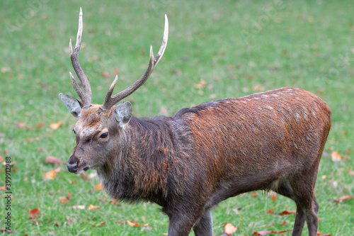 Japanese deer or sika (in german Sikahirsch exact Dybowski-Hirsch) Cervus nippon exact Cervus nippon hortulorum photo