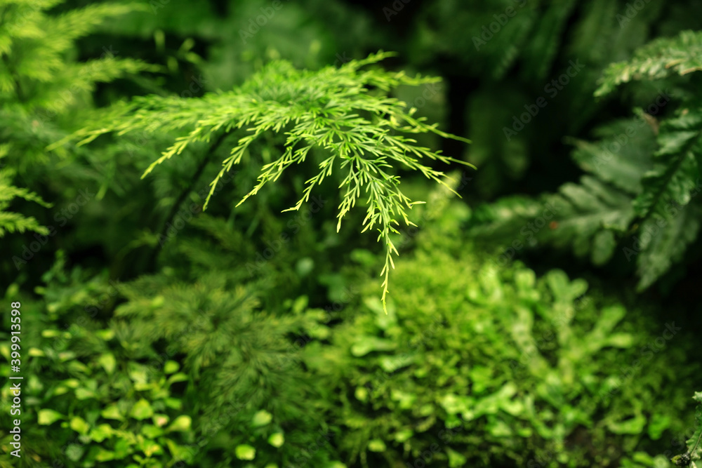 exotic leaves texture, nature background exotic leaves texture, nature background