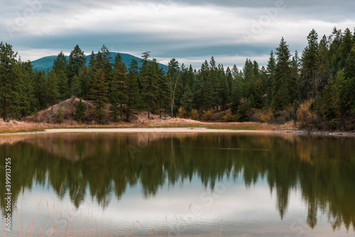 Pine tree forest reflections in calm lake with cloudy sky