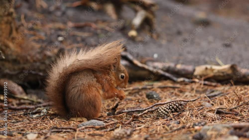 A cute Red Squirrel, Sciurus vulgaris, sitting on the ground in woodland eating a nut in the pouring rain. A cute Red Squirrel, Sciurus vulgaris, sitting on the ground in woodland eating a nut in the pouring rain.