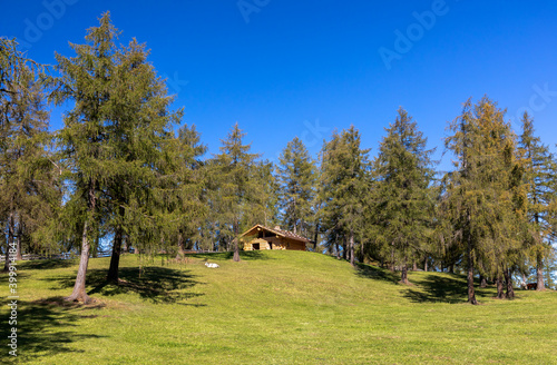 Spätsommer auf dem Salten, Südtirol photo