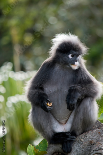 the dusky leaf monkey is sitting on a tree branch eating fruit