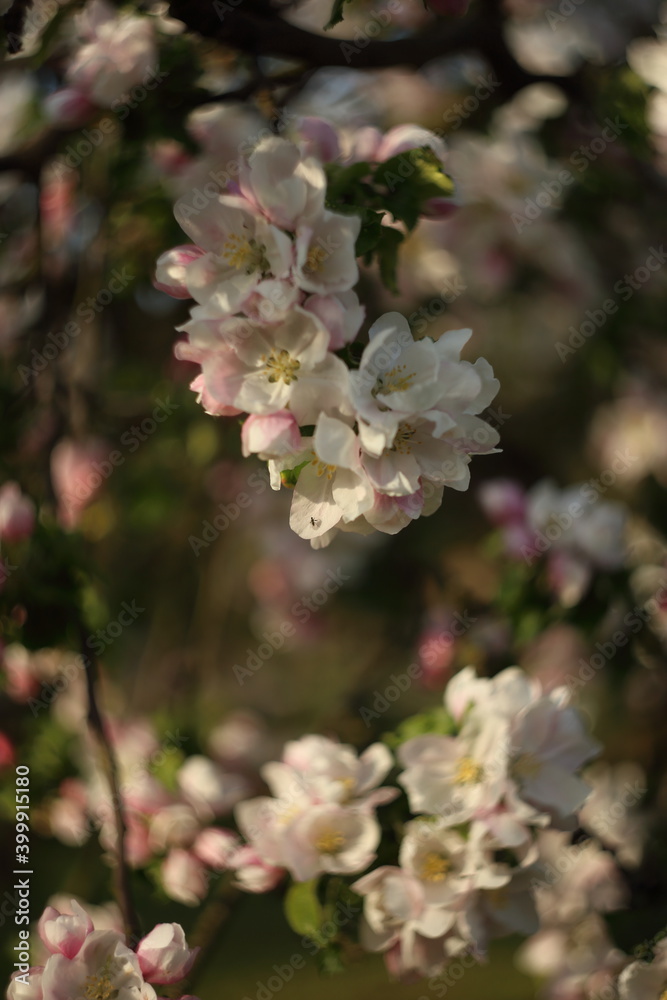 beautiful flowers on the apple tree in nature, apple blossoms in spring beautiful flowers on the apple tree in nature, apple blossoms in spring