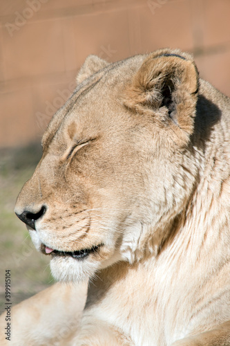 this is a close up of a lioness