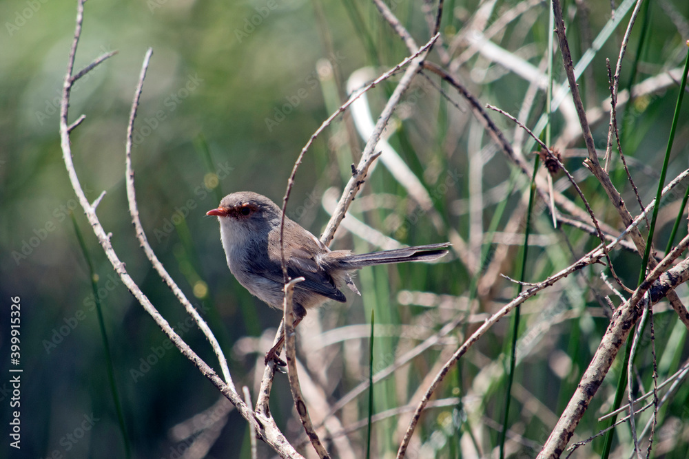 the female splendid fairy wren is perched on a bush the female splendid fairy wren is perched on a bush