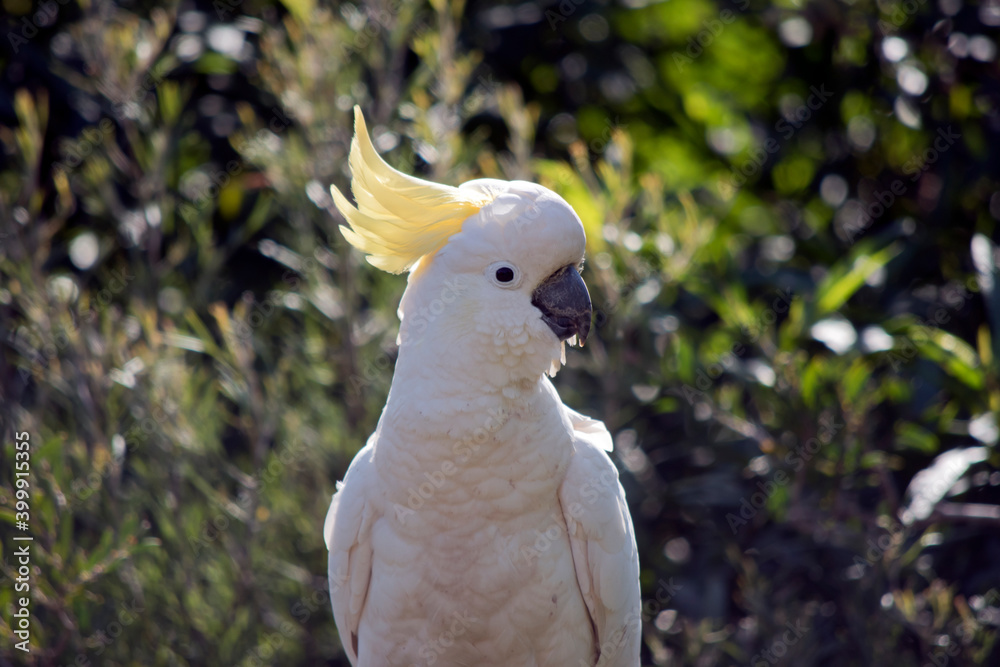 the sulphur crested cockatoo is perched on a branch the sulphur crested cockatoo is perched on a branch